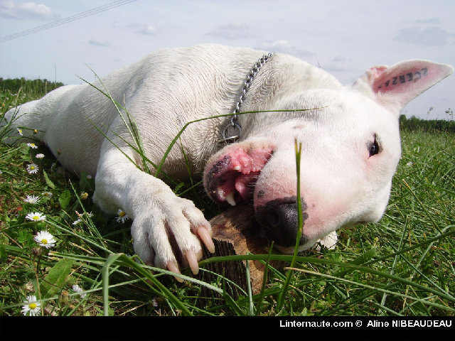 bullterrier.jpg